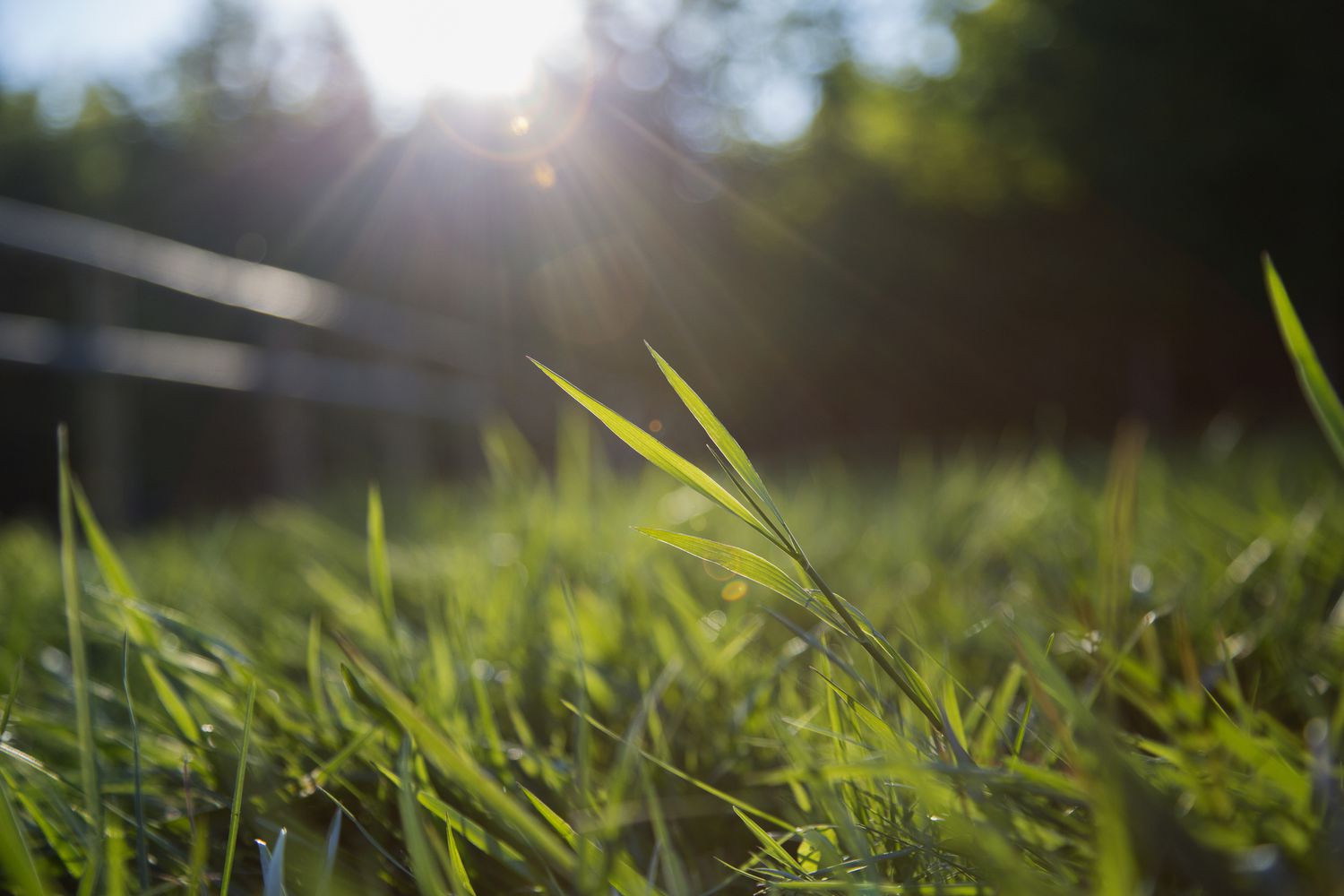 Grass blades in lawn backlit.