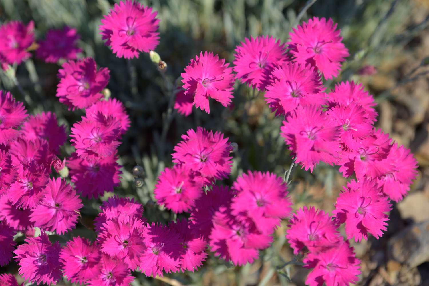 Dianthusblüten mit krausen, kreisrunden rosa Blütenblättern im Sonnenlicht