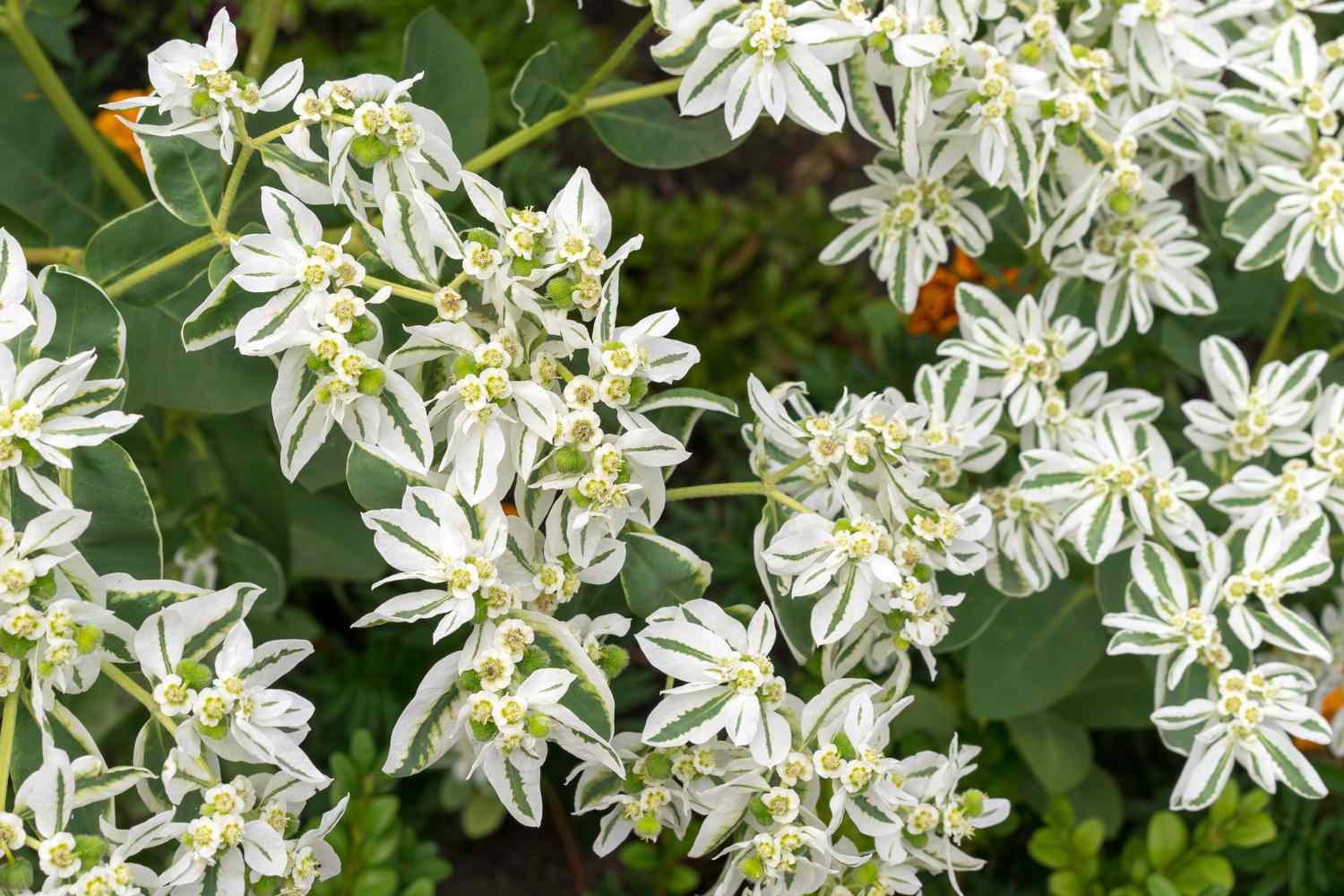 Euphorbia marginata en invernadero