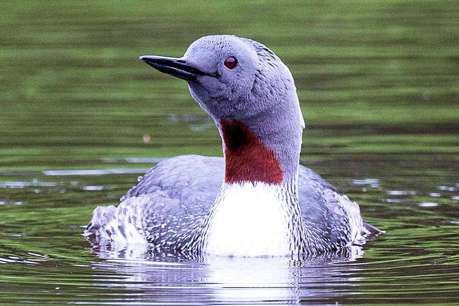 Red-Throated Loon - Breeding Adult