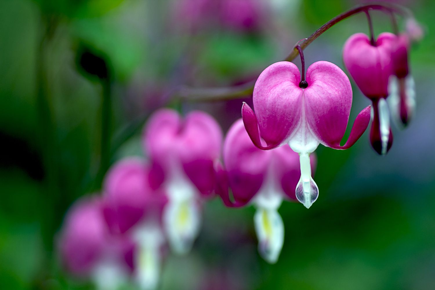 Dicentra spectabilis Blüten in Rosa.