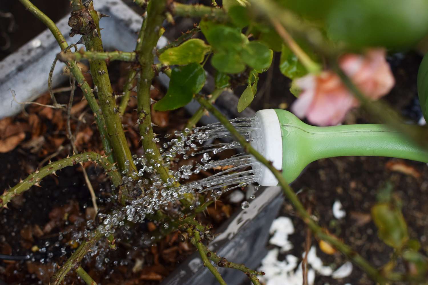 Rose bushes being soaked after first frost