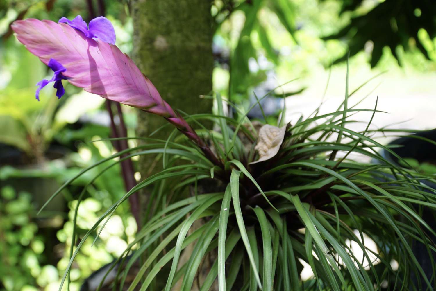 Tillandsia cyanea con brácteas fucsia y flores moradas