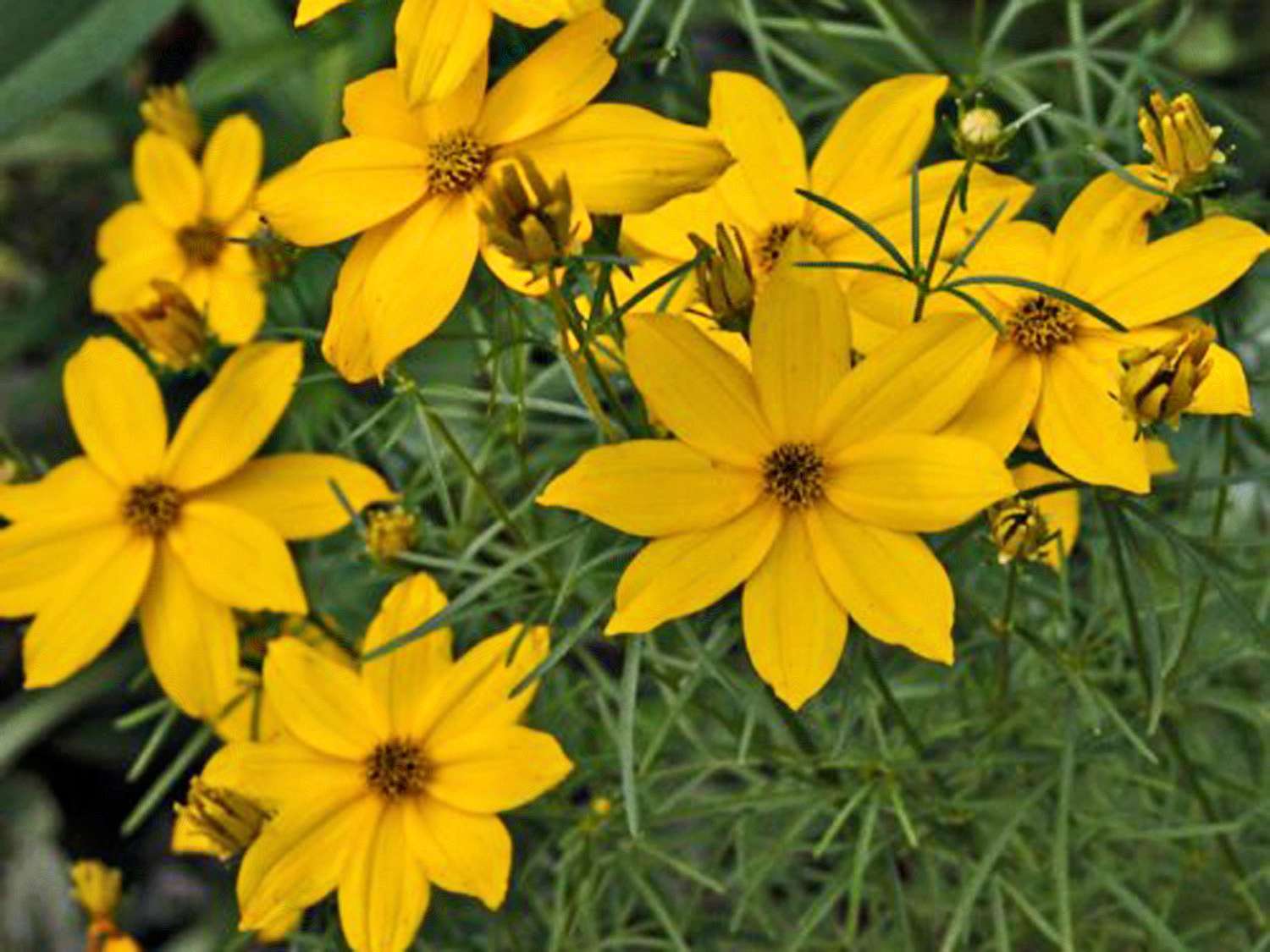 'Golden Showers' Coreopsis mit gelben Blüten