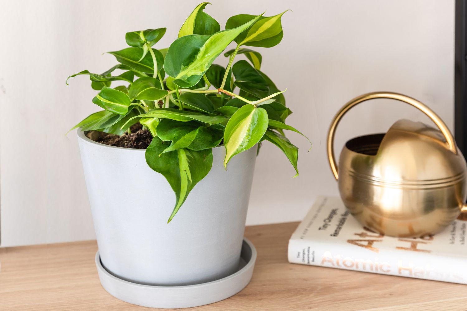 Planta Philodendron brasil con hojas variegadas verde oscuro y claro junto a libro y regadera dorada