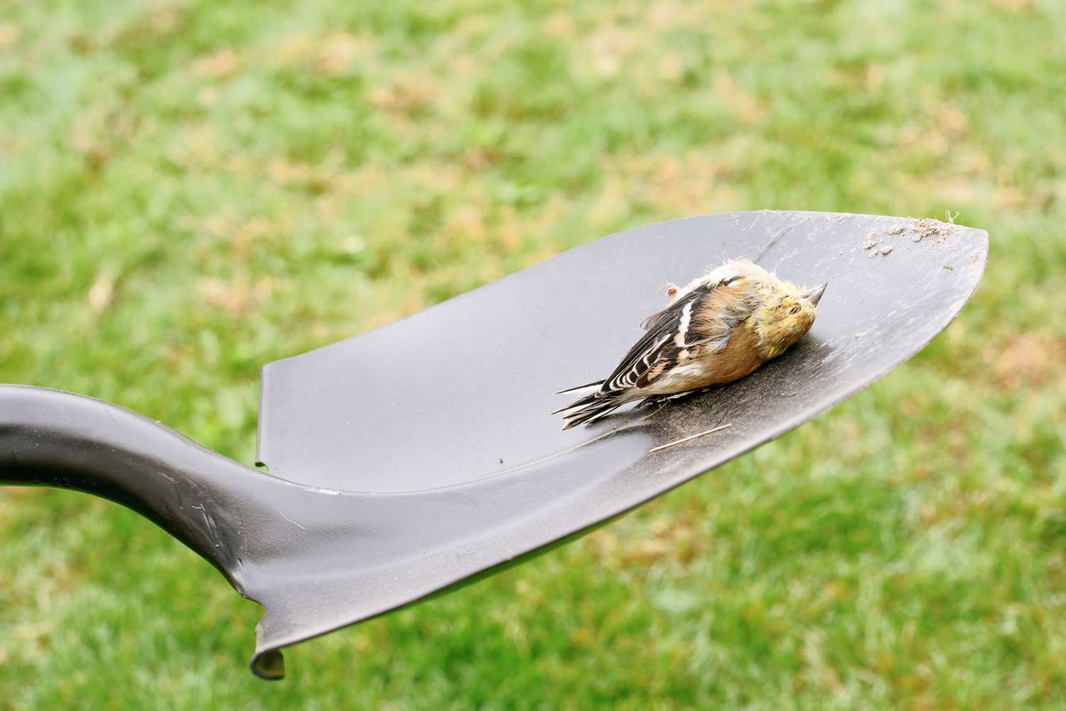Dead bird picked up by shovel