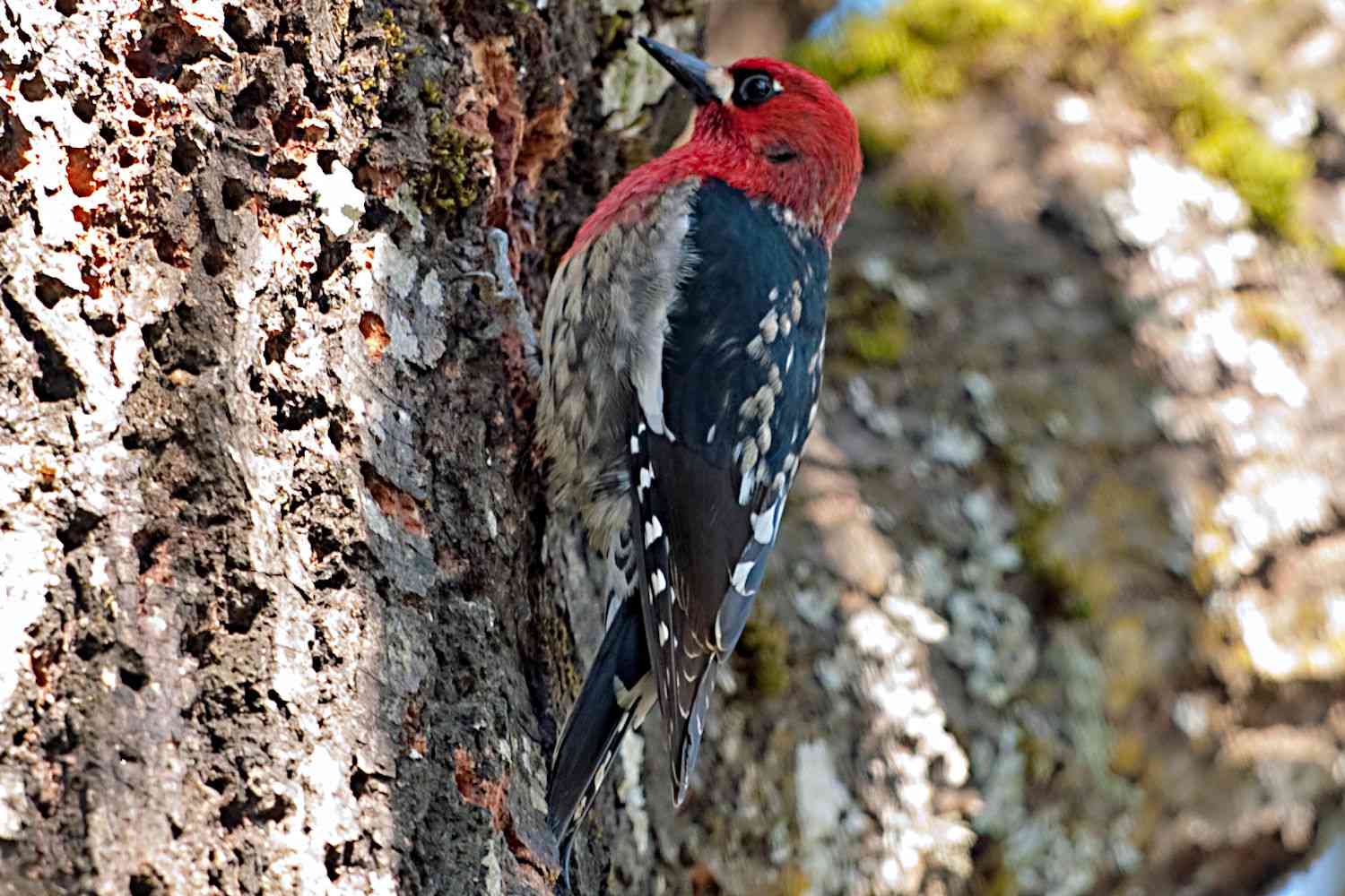 Pájaro carpintero de pecho rojo sentado en la corteza de un árbol