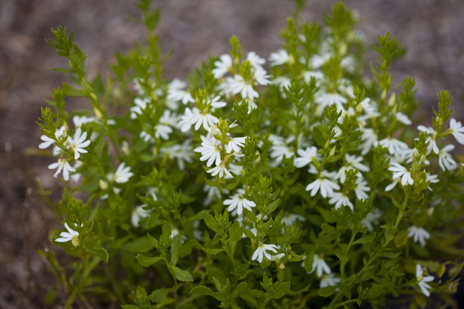 Scaevola 'White Carpet'