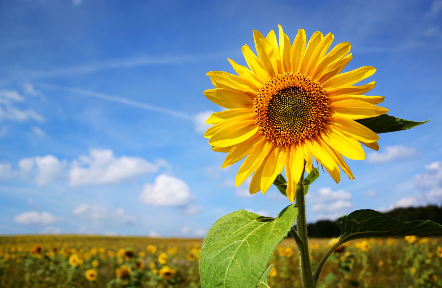 Eine Nahaufnahme einer Sonnenblume