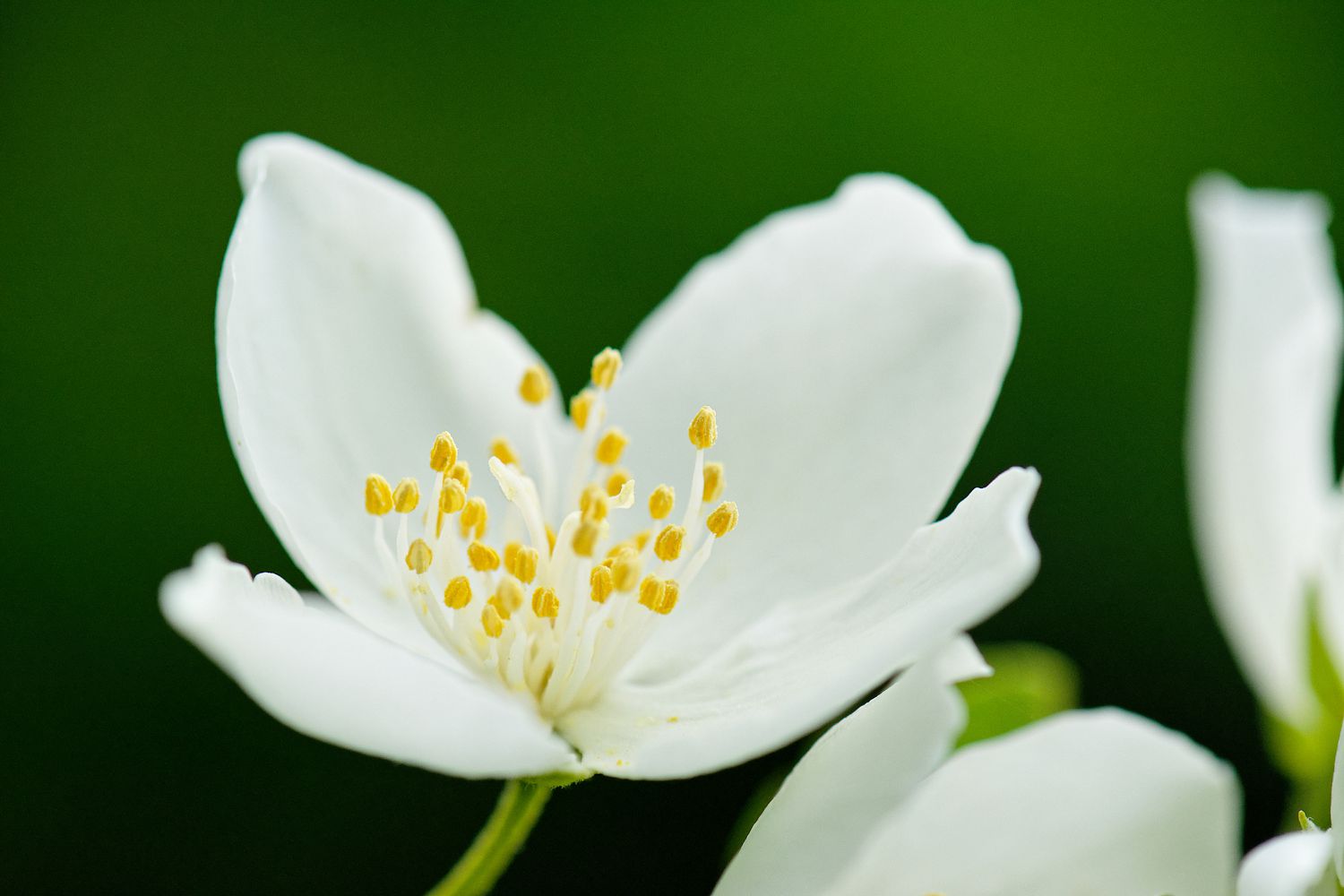 Flor de Philadelphus inodorus