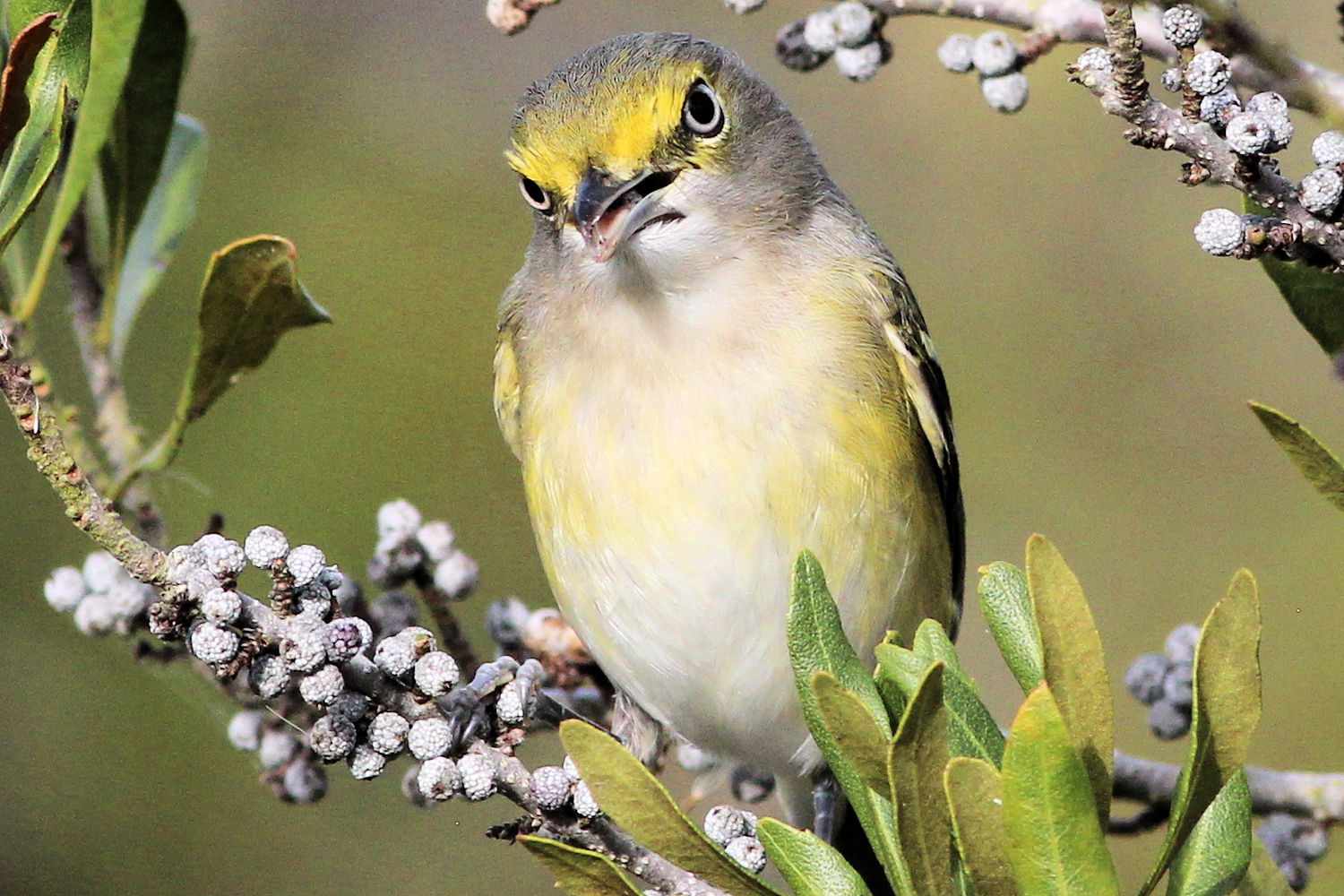 Weißaugenvireo