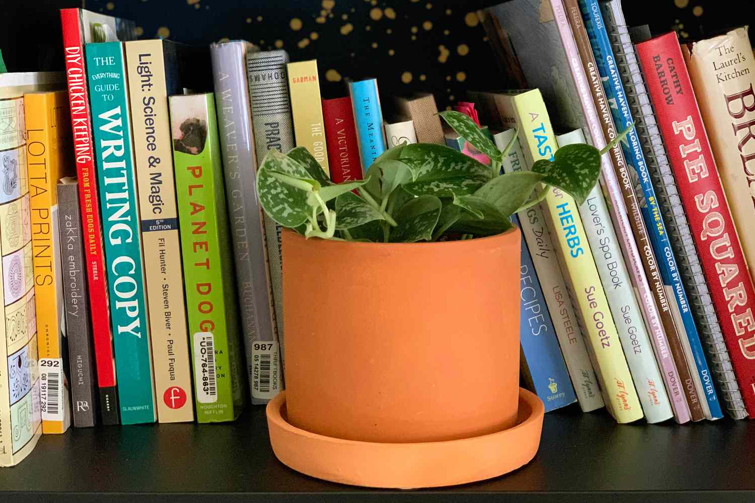 Uma trepadeira-anã prateada (Scindapsus pictus) em um vaso de terracota em uma prateleira com livros ao fundo