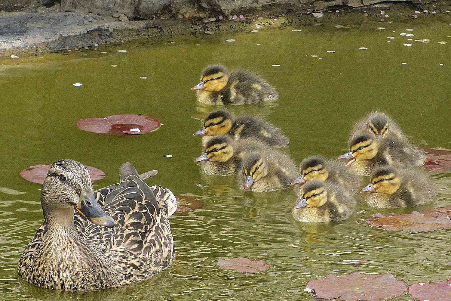 Familia de patos en un estanque del jardín