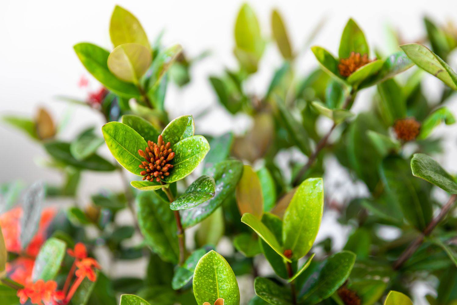 Ixora-Pflanze mit Knospen und Blättern in Großaufnahme