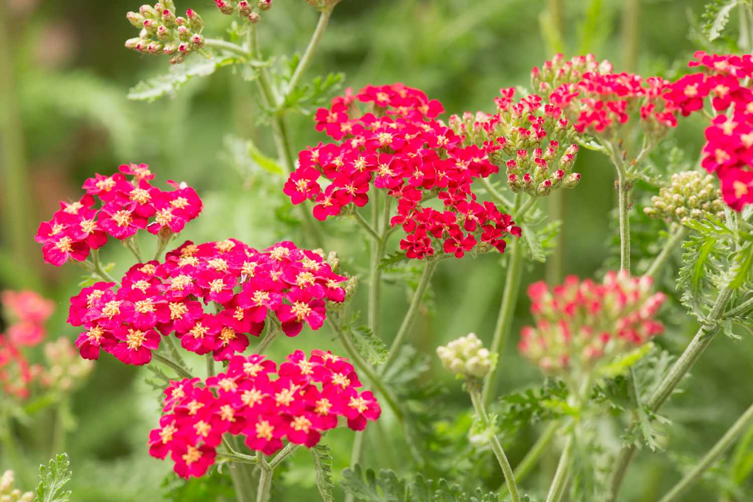 Red Yarrow