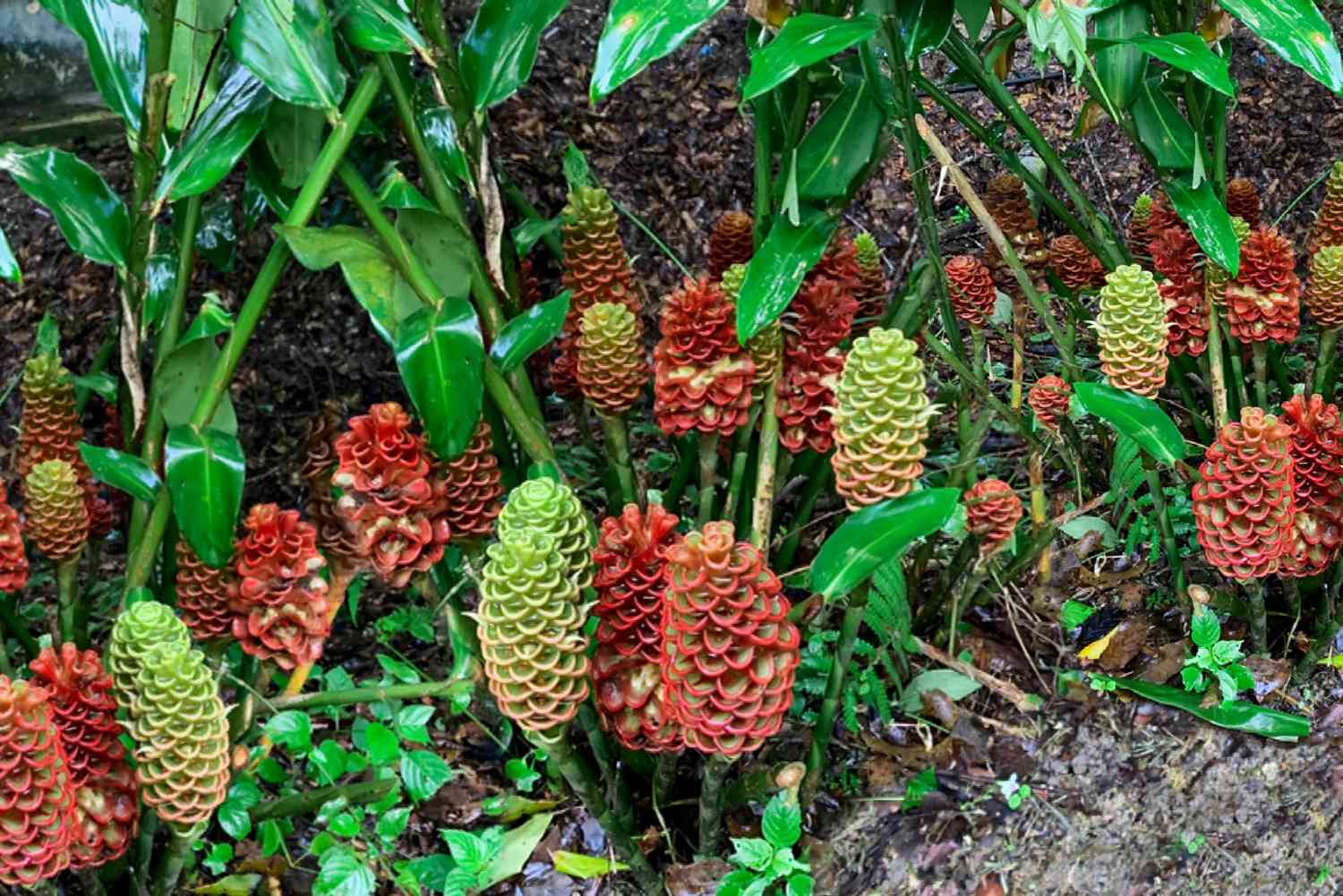 Bienenstock-Ingwerpflanze mit roten und grünen zapfenförmigen Hüllblättern im Boden mit hohen Stämmen und Blättern