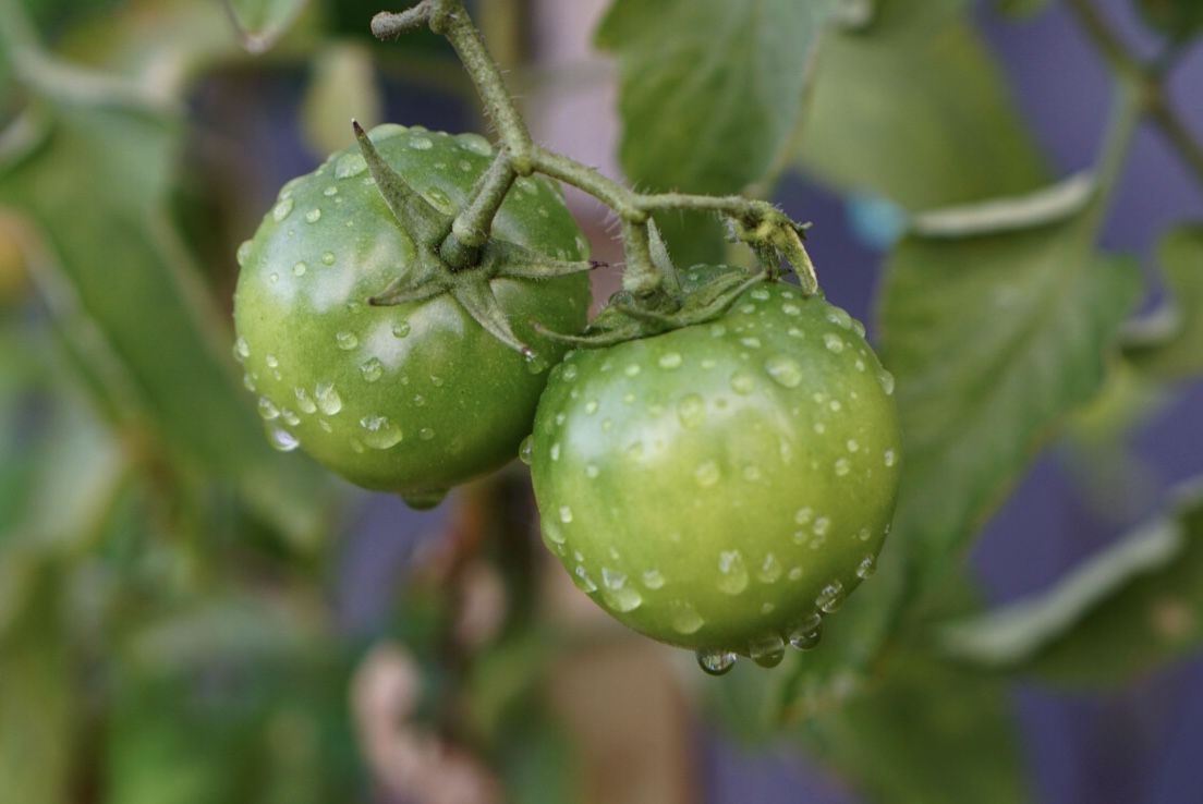 Tomates cereja verdes na videira com gotas de água em close-up