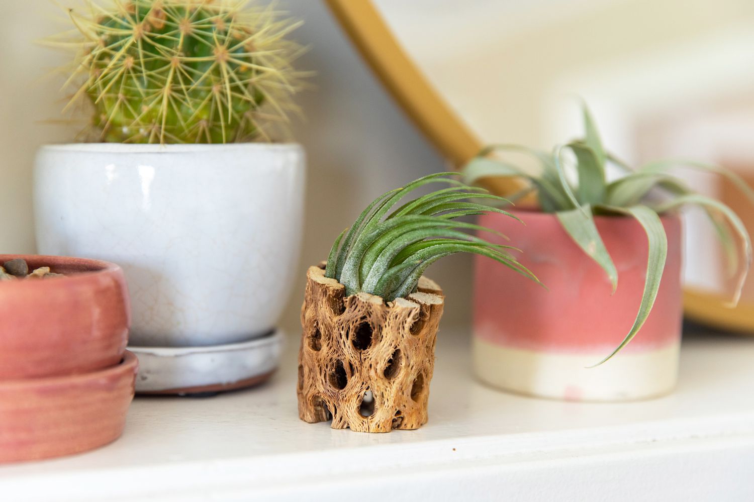 Tillandsia kolbii air plant in a wooden holder next to other airplant and small cactus