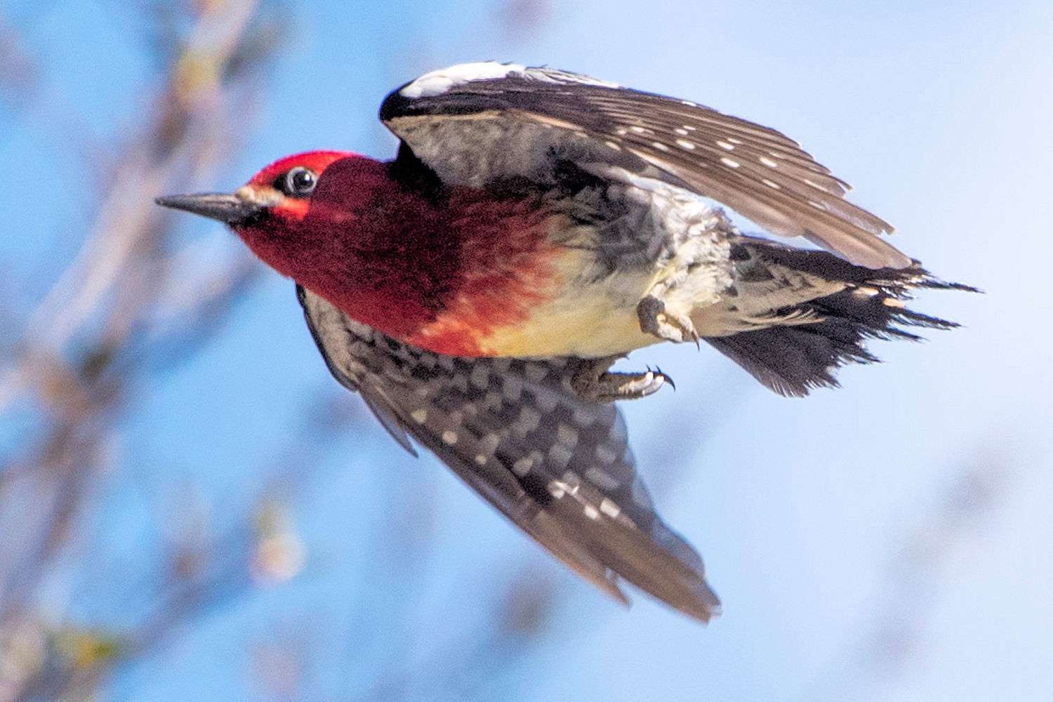 Pájaro carpintero de pecho rojo en vuelo