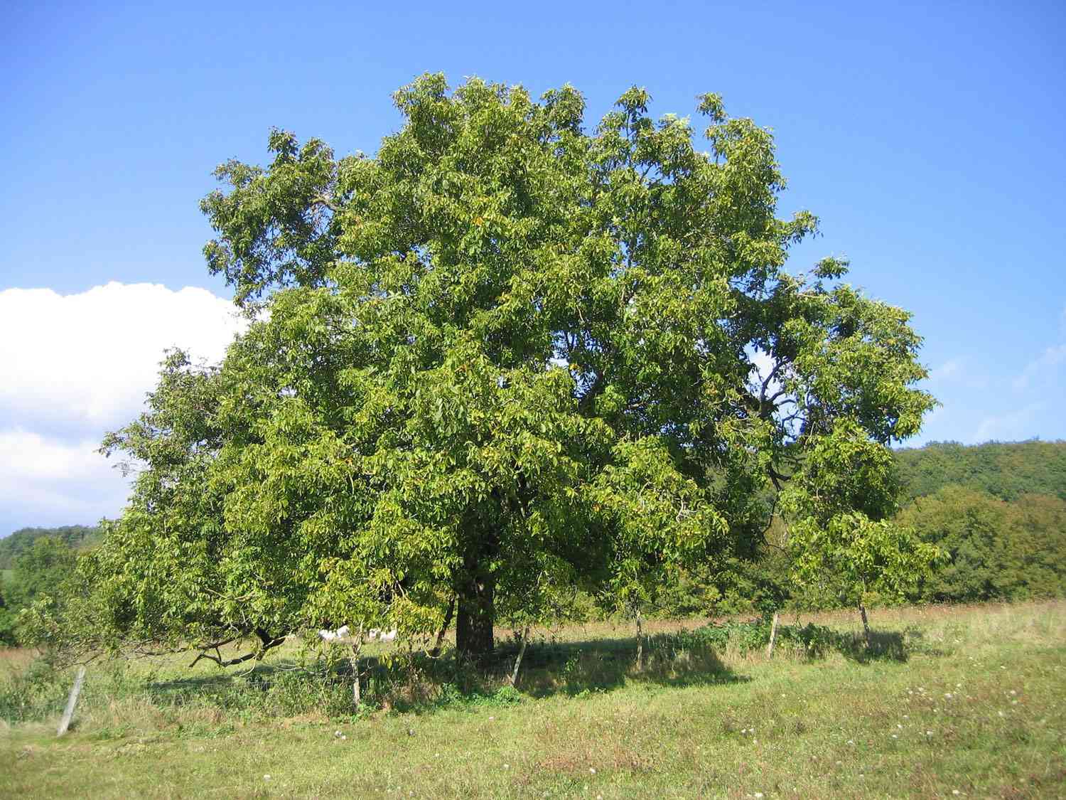 Ein englischer Walnussbaum