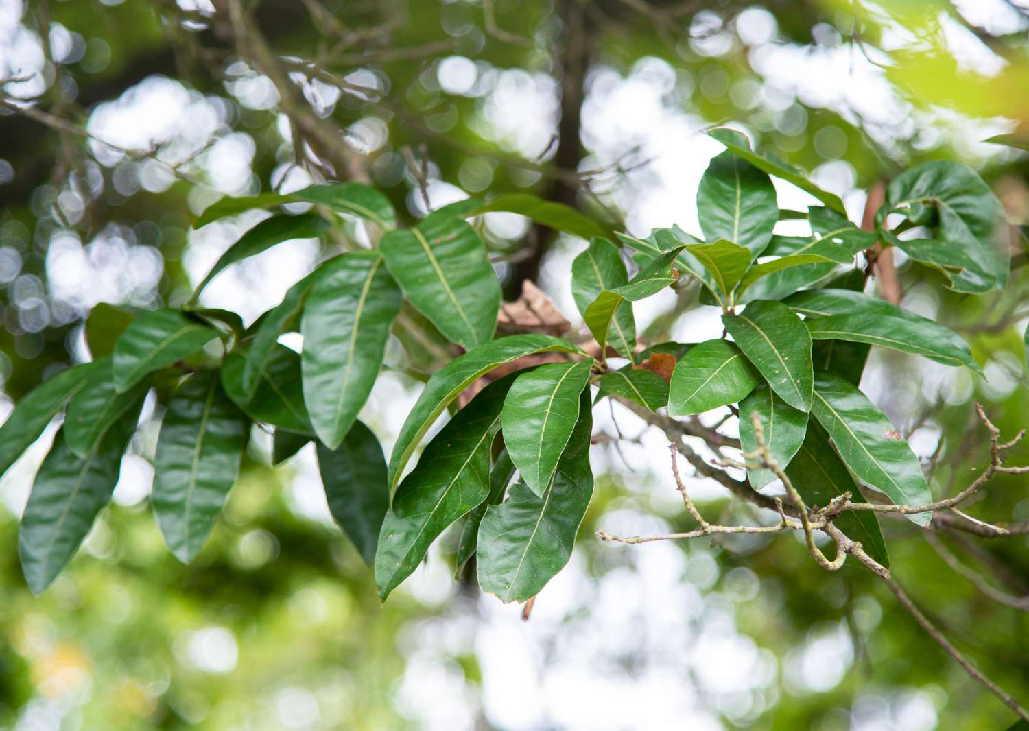 Schindeleichenast mit großen und wachsgrünen Blättern in Nahaufnahme