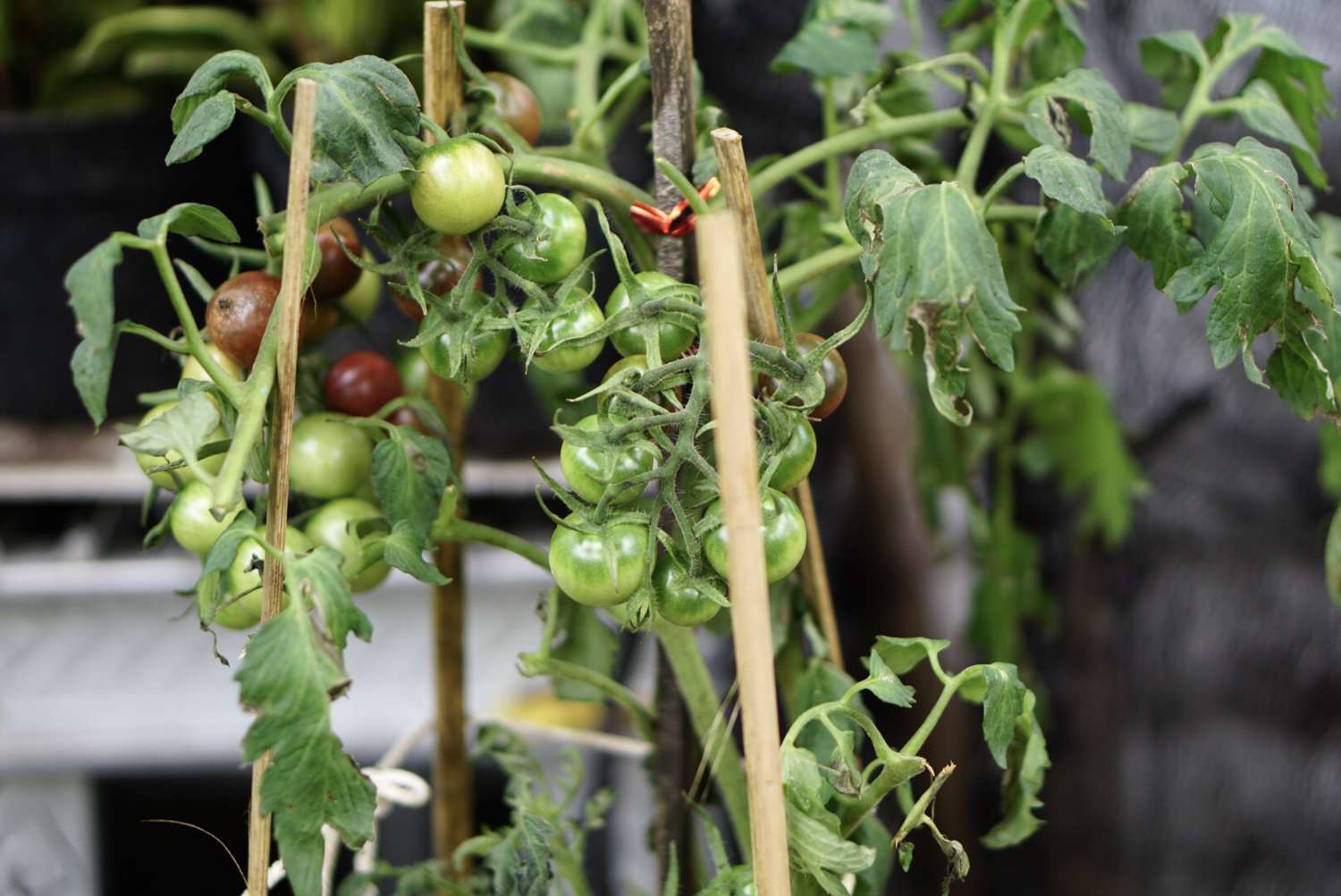 Tomates cereja verdes crescendo em uma videira entre estacas de madeira