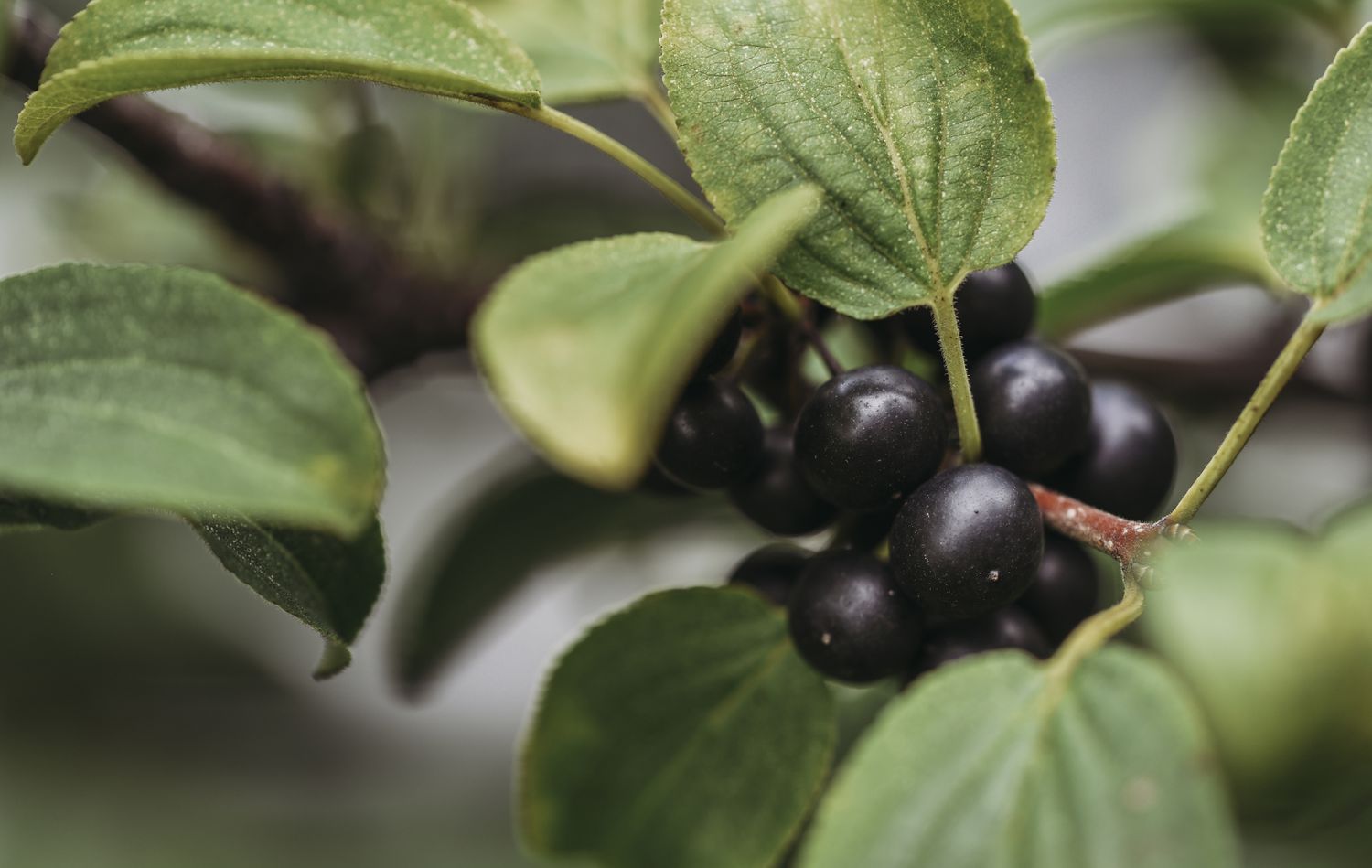 Close-up de huckleberries crescendo em uma planta na fazenda