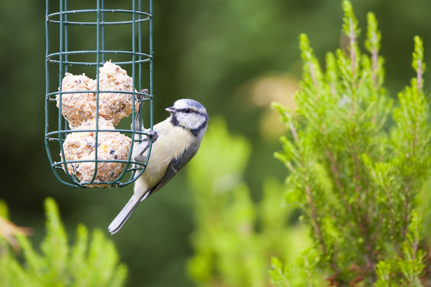 Vogel frisst vom Futterhäuschen