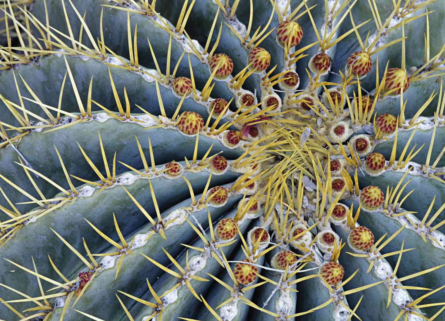 Blue Barrel cactus closeup.