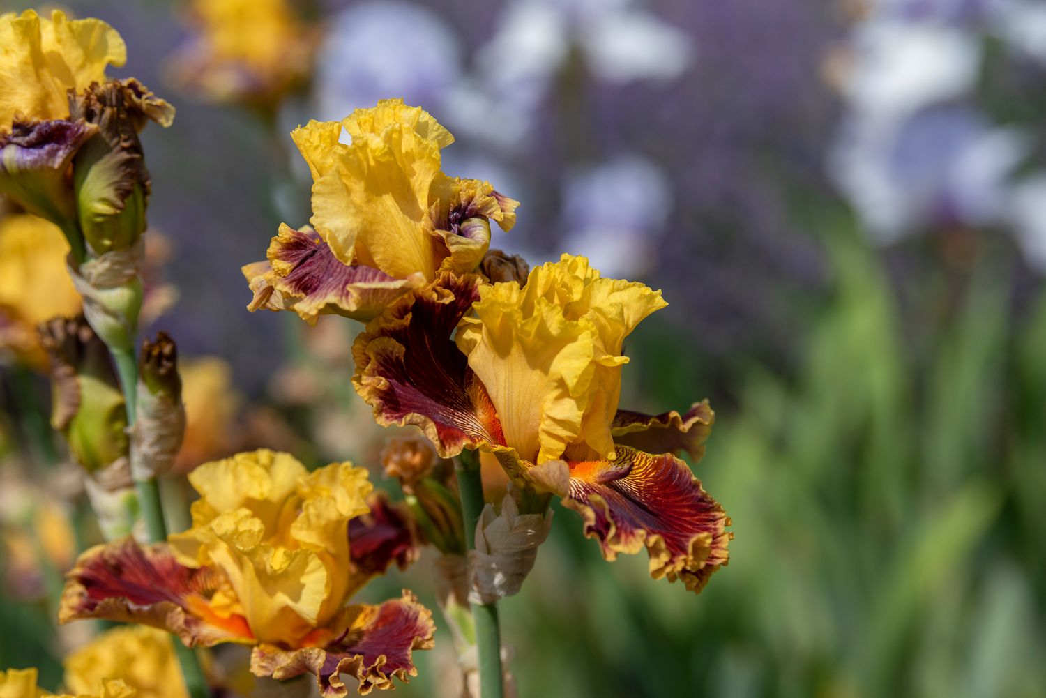 Iris mit gelben Standardblättern und roten und orangefarbenen Herbstblättern am Blütenstiel in Nahaufnahme