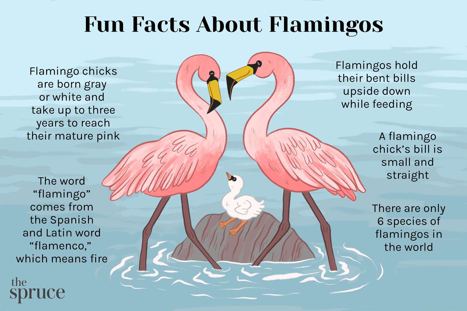 Illustration von lustigen Fakten über Flamingos