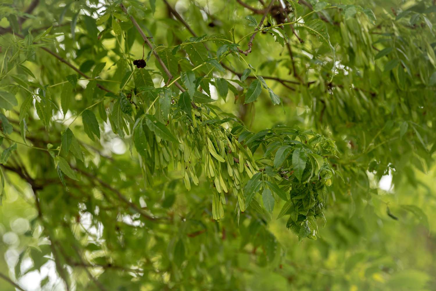 Zweige der Europäischen Esche mit kleinen hellgrünen neuen Blättern, umgeben von mittelgrünen Blättern
