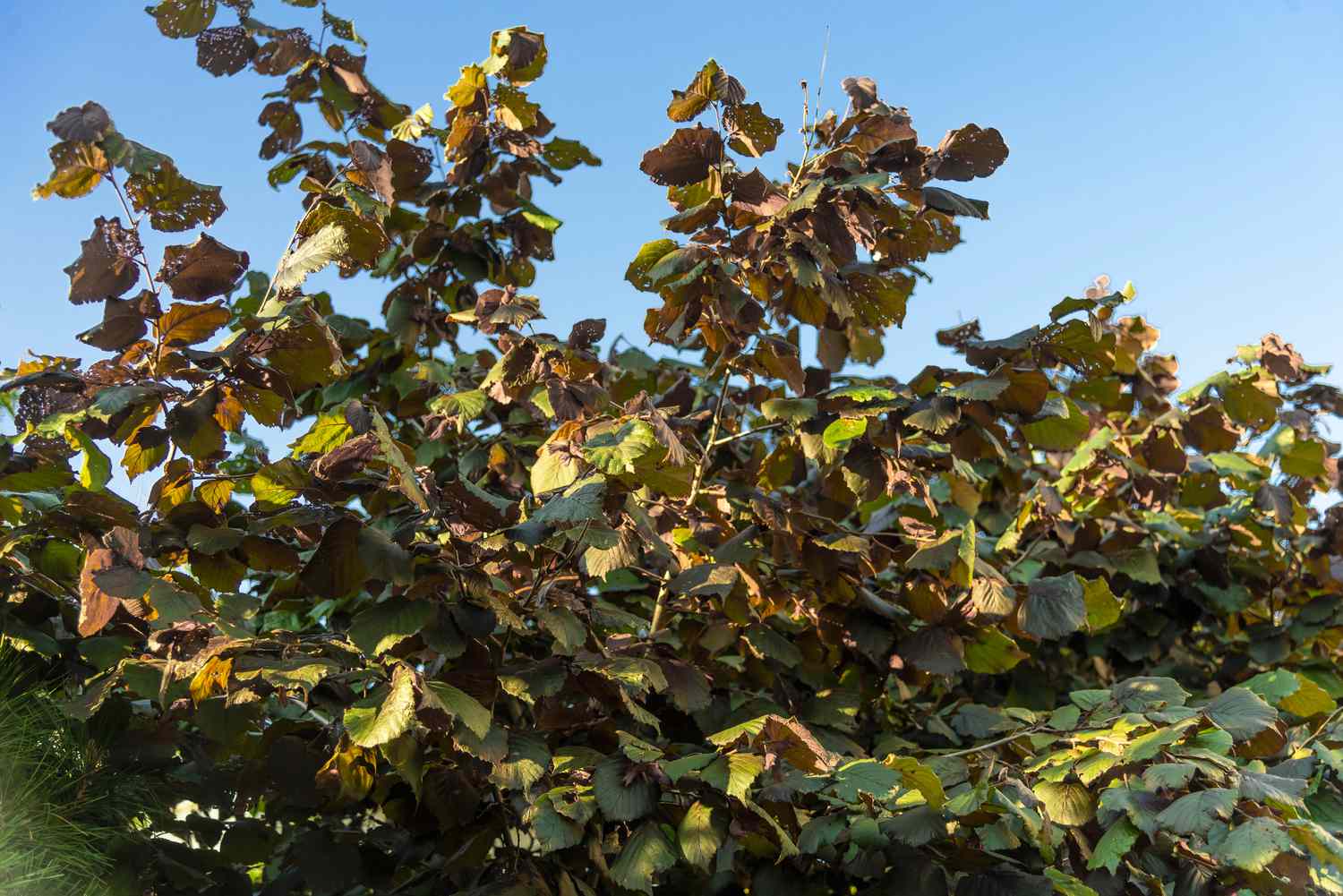 Schnabelhaselnussstrauch mit braunen und grünen Blättern an hohen Ästen