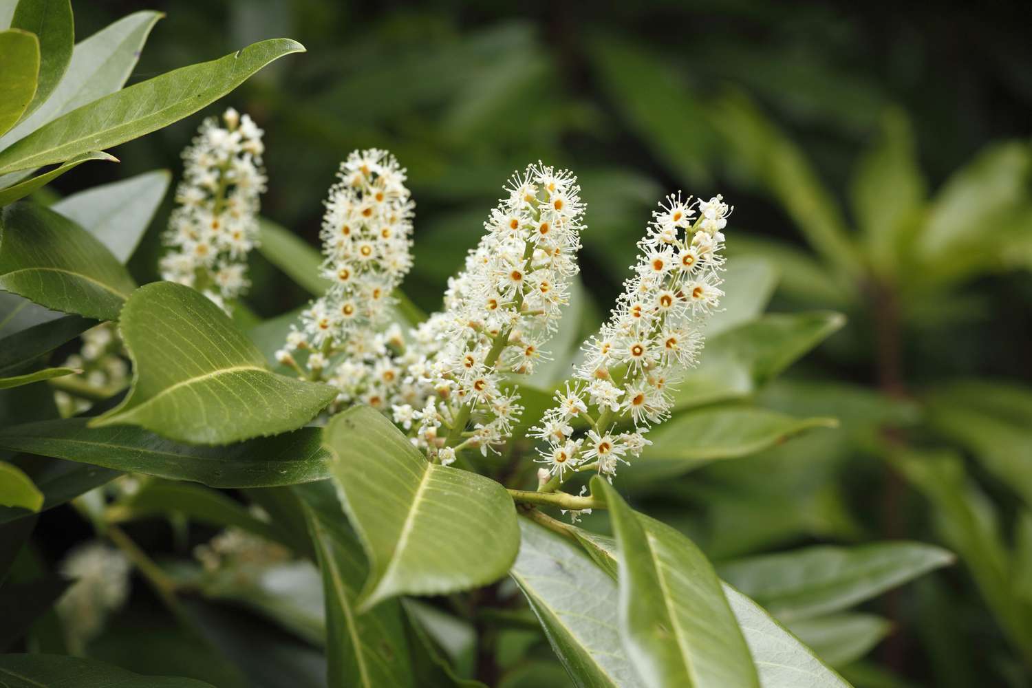 Kirschlorbeer in Blüte.