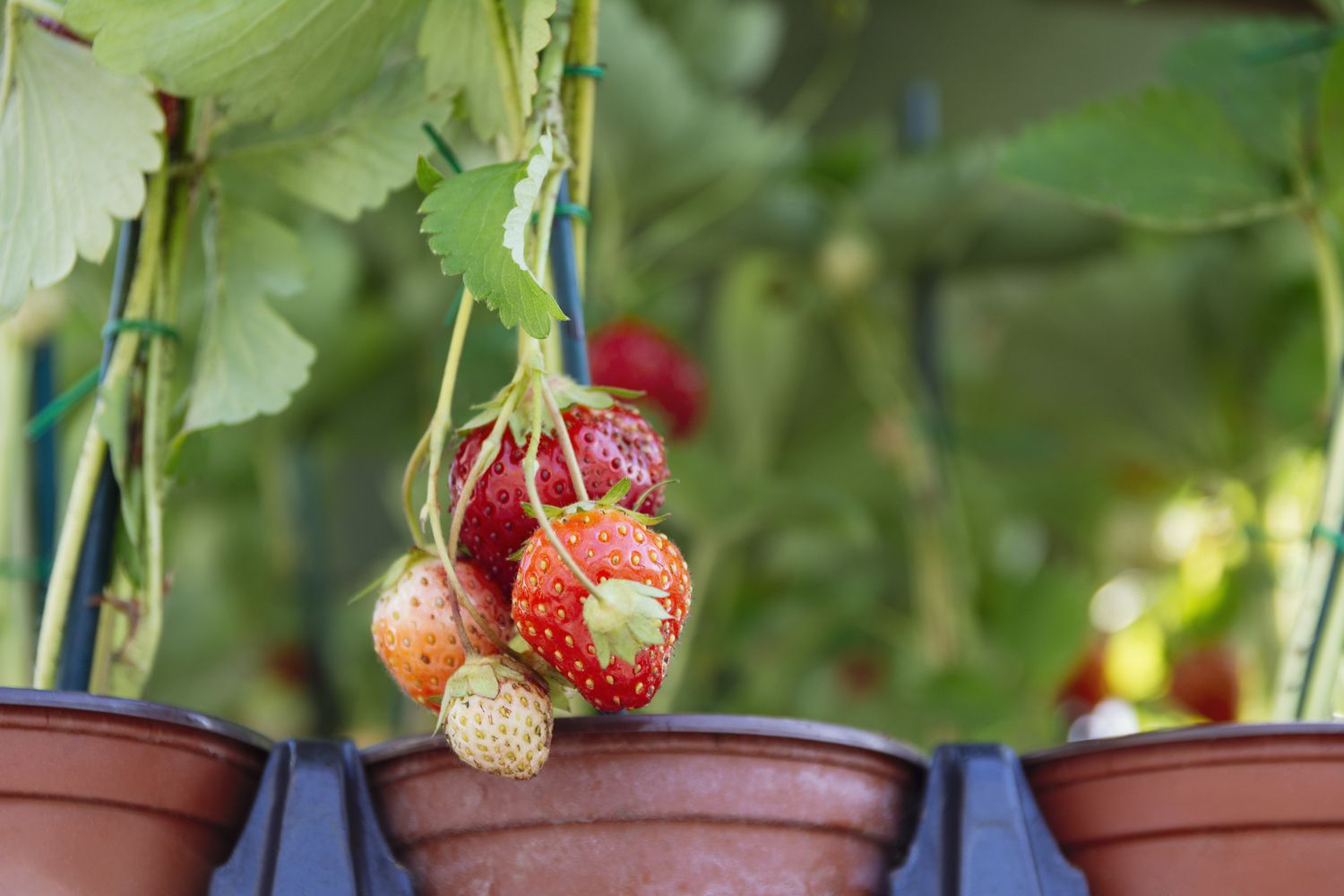 Fresas creciendo en maceta