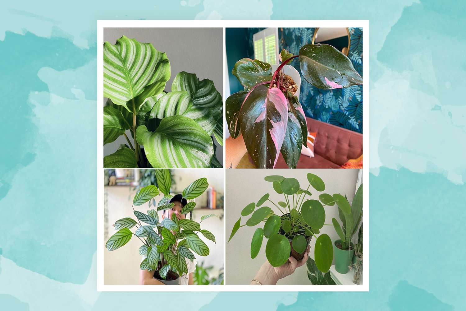 Zu den Pflanzen, um deren Überleben diese vier Pflanzenbeeinflusser kämpfen, gehören Calatheas, rosa Philodendron-Prinzessinnen und Pileas