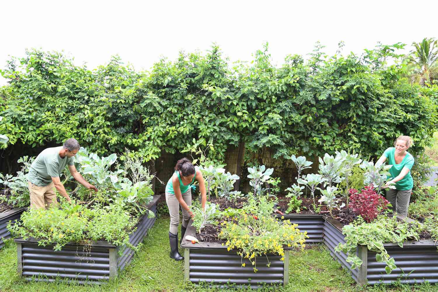 Pessoas cuidando de plantas em uma horta comunitária