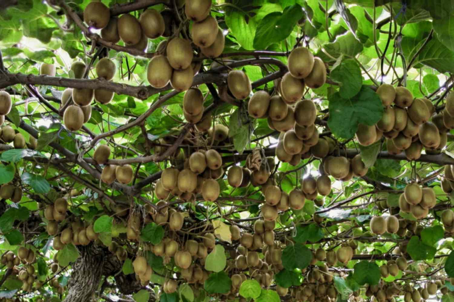 Kiwi marrón colgando de enredaderas y hojas leñosas