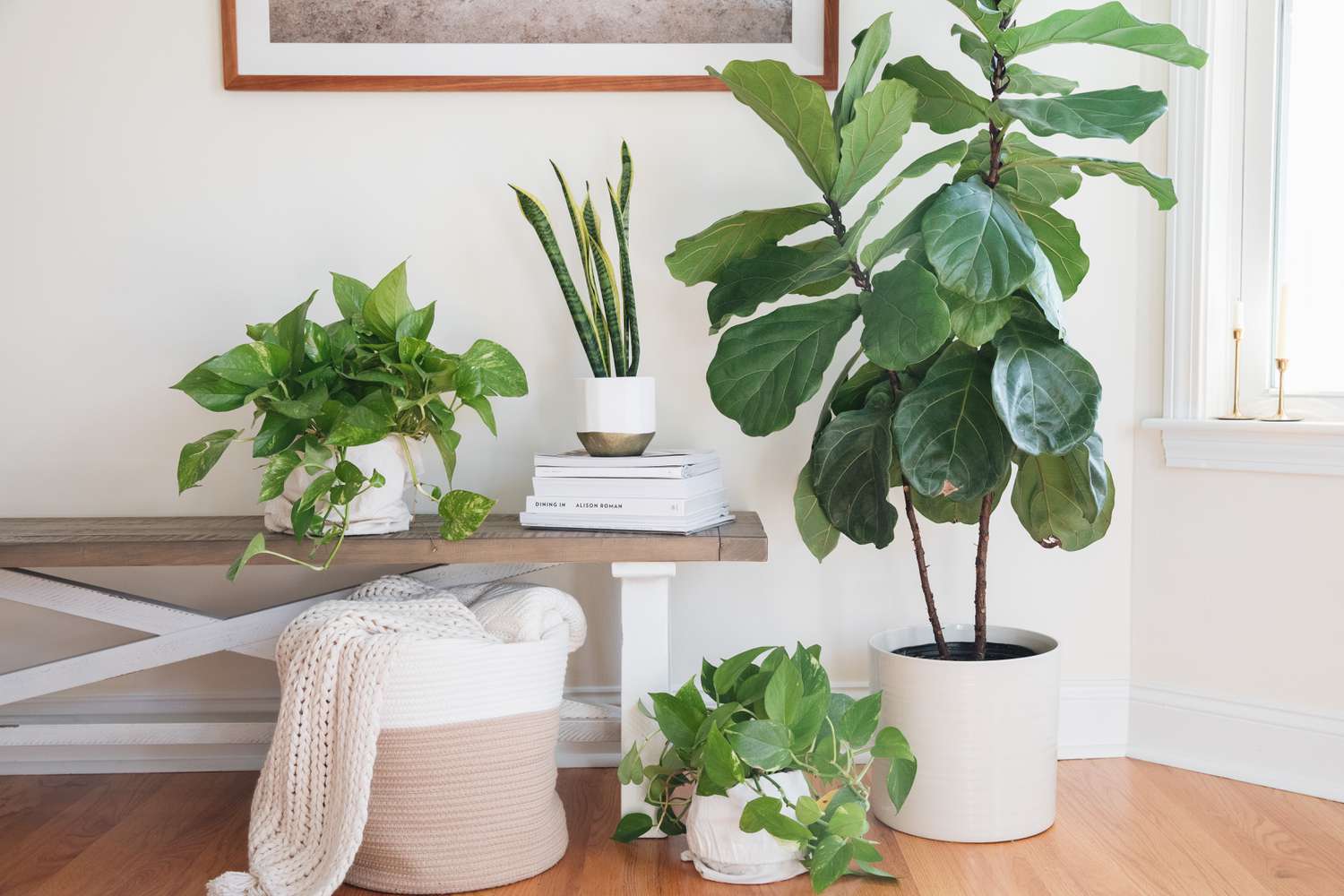 fend shui plantas para purificar el aire