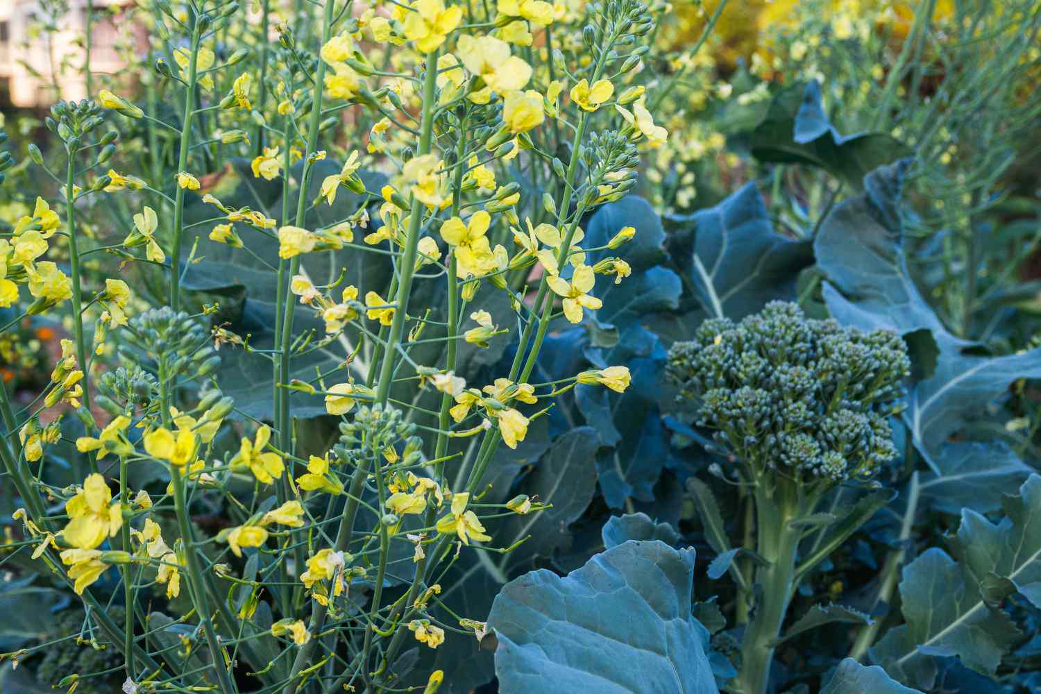 Tête de brocoli entourée de grandes feuilles et de petites fleurs jaunes