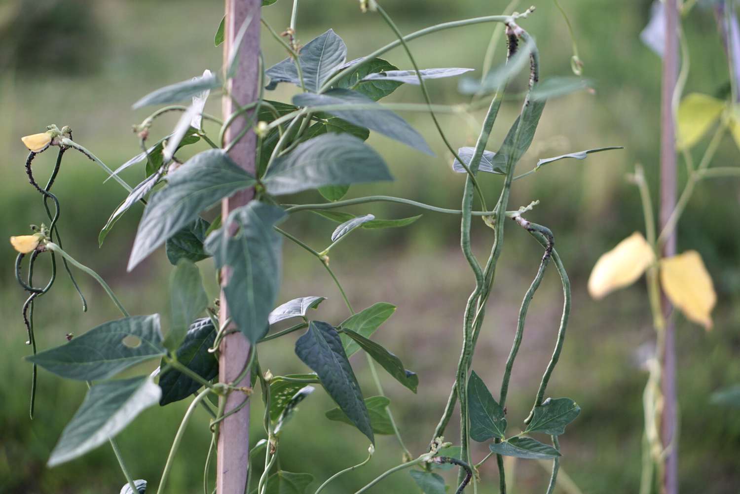 Yardlong-Bohnenpflanze mit dünnen Ranken am Holzpfahl
