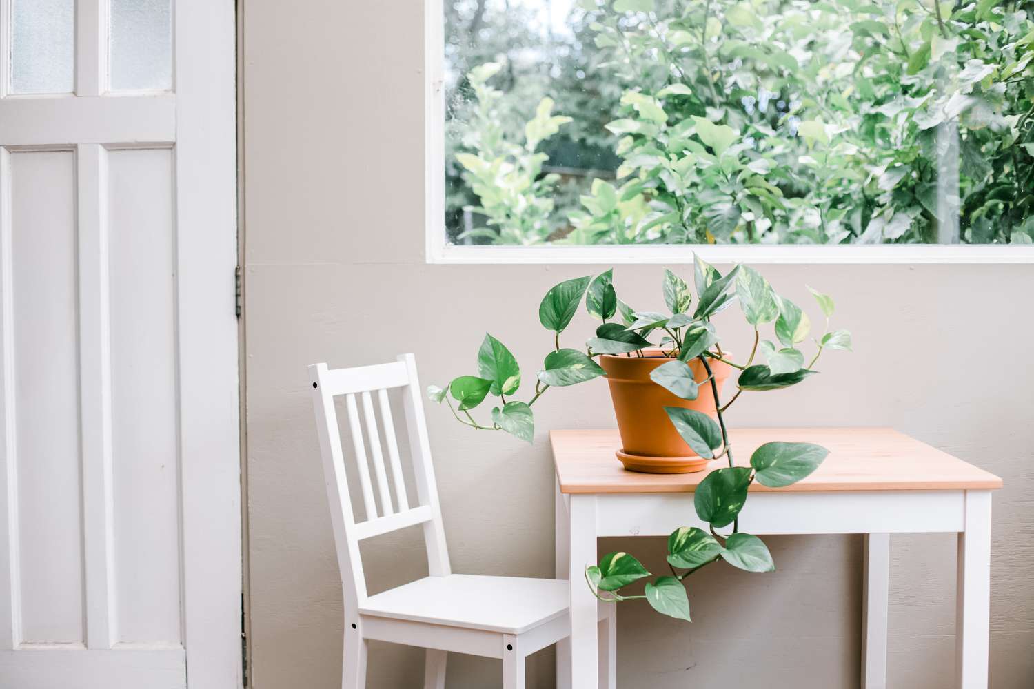 pothos en una mesa de cocina