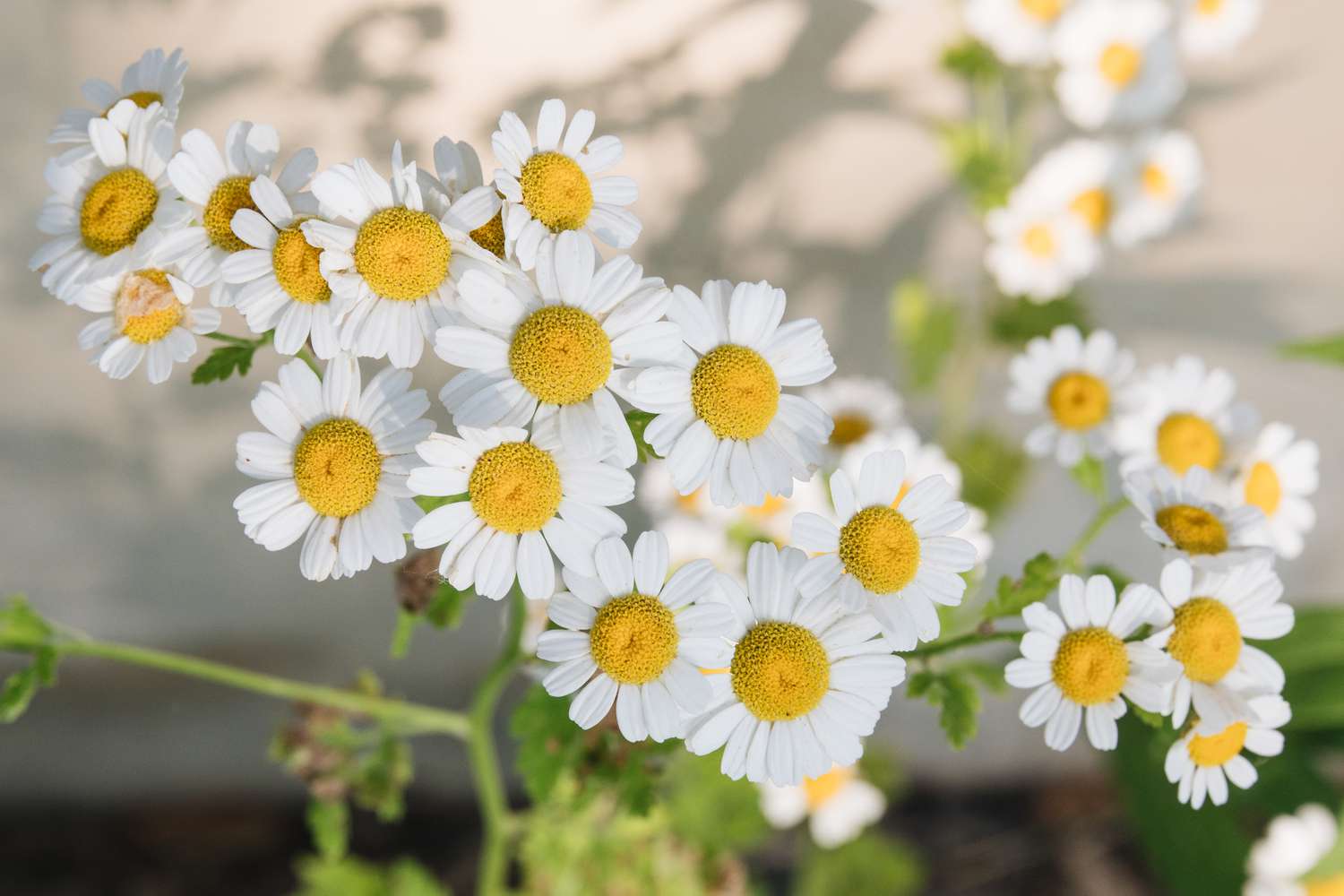 flores de camomila