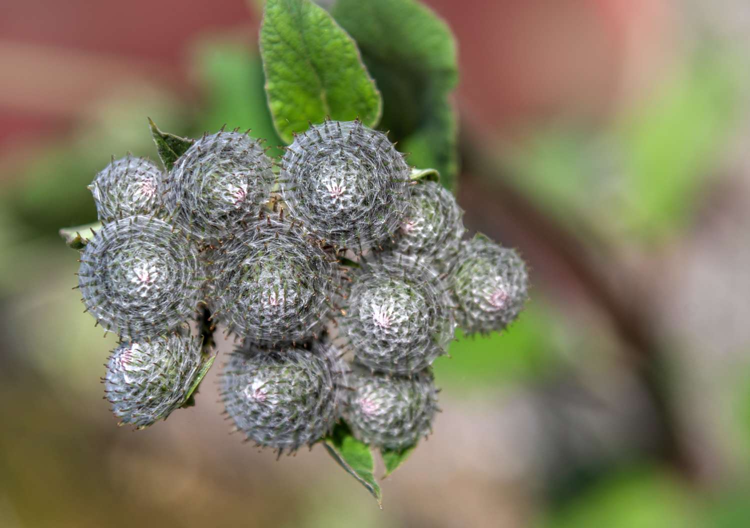 Klettenpflanze mit runden, stacheligen Blüten neben grünen, schlaffen Blättern