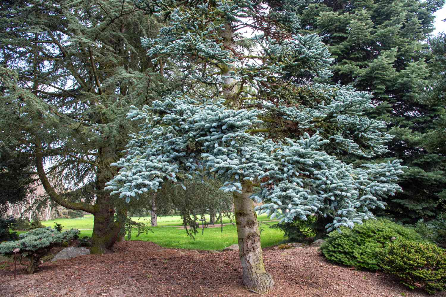 Sapin noble au milieu du paysage avec des aiguilles bleu-gris brillantes sur les branches