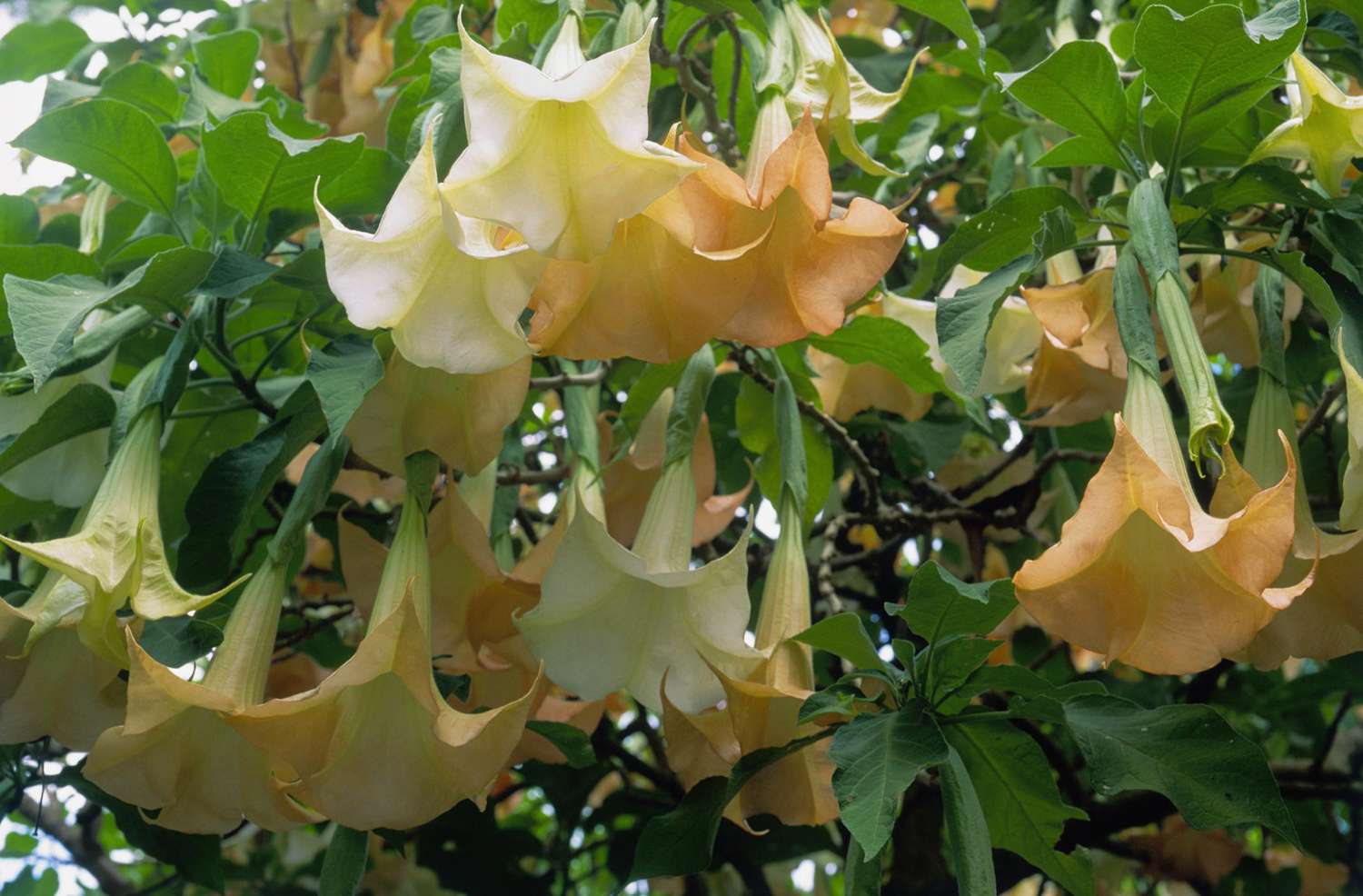 Brugmansia (Engelstrompeten), Nahaufnahme der überhängenden weißen Blüten