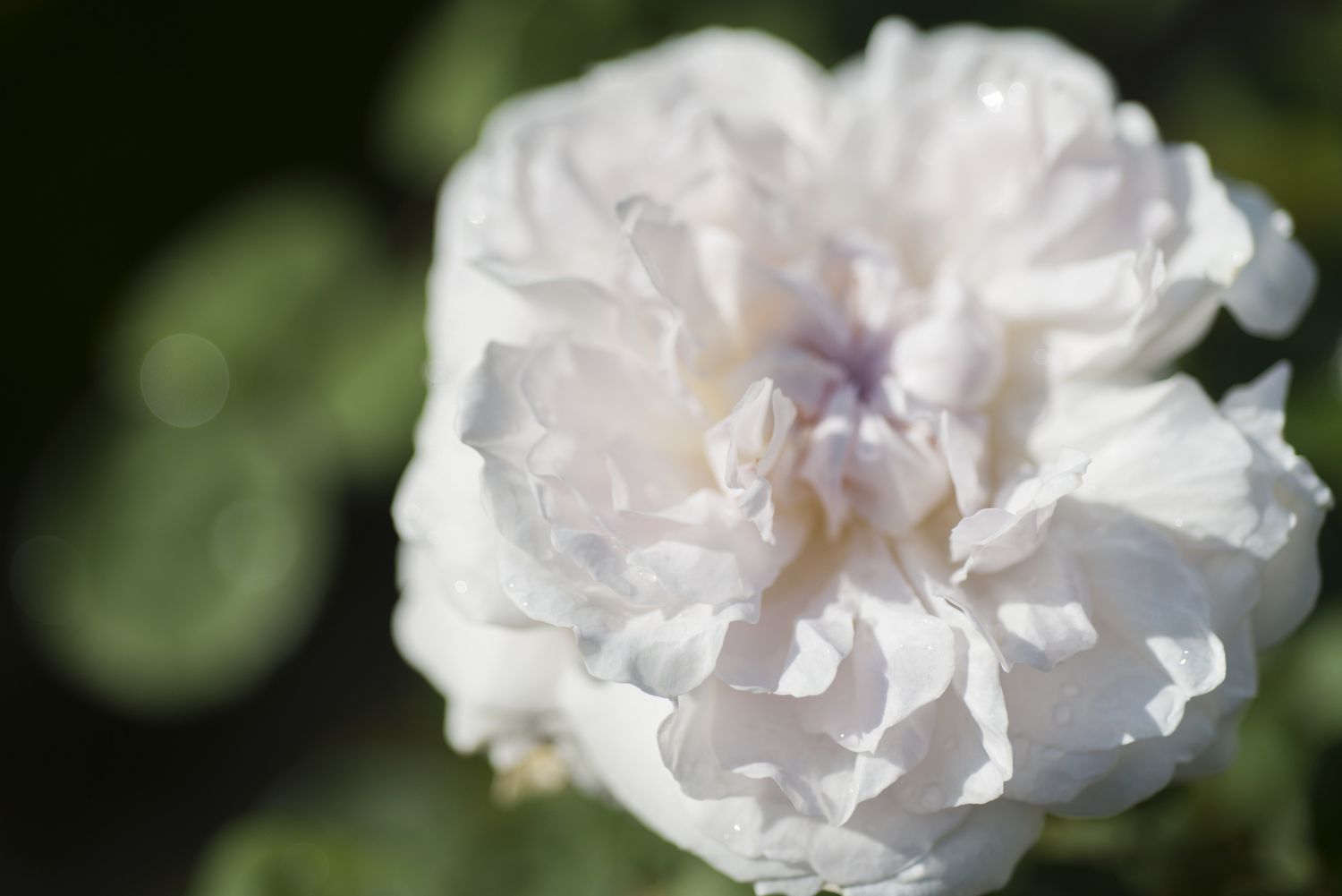 'Winchester Cathedral' Englische Rose mit weißen Blütenblättern