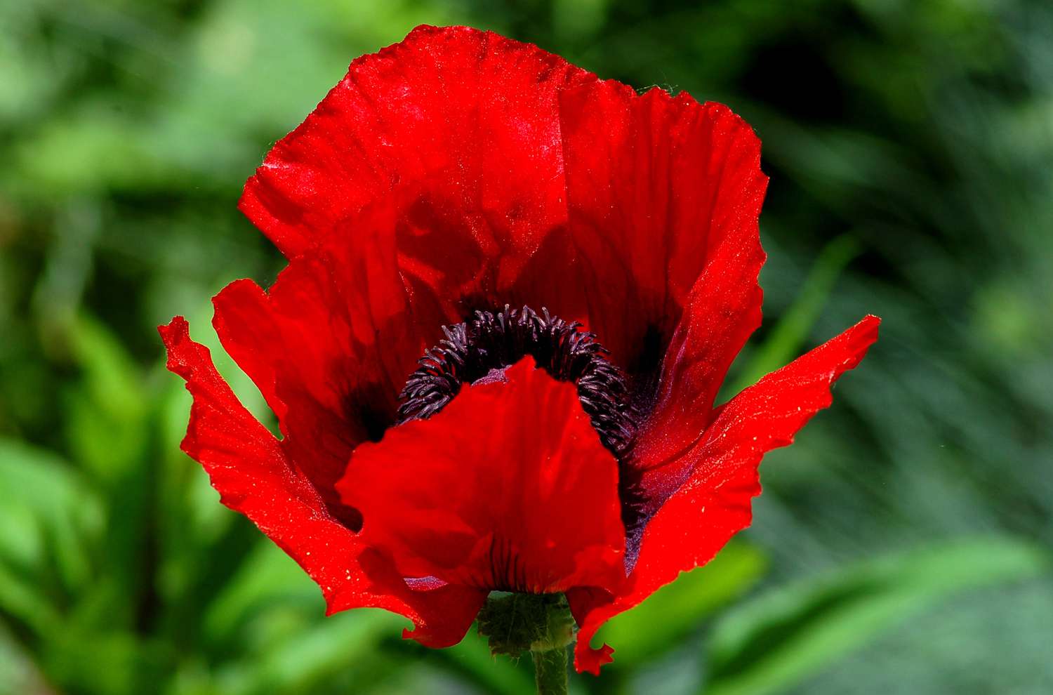 Blüte von Beauty-of-Livermere-Mohn.