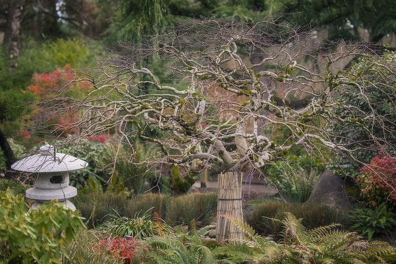 Verdrehte, blattlose Äste eines japanischen Ahorns in einem kunstvollen japanischen Garten.