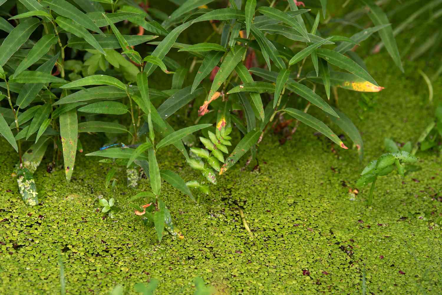 Planta de lentilha d'água com pequenas folhas flutuando na água perto da borda da planta